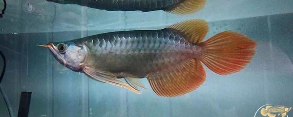 魚缸30厘米（魚缸30厘米還是40厘米）