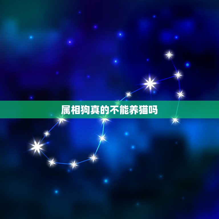 属狗的人适合养猫吗