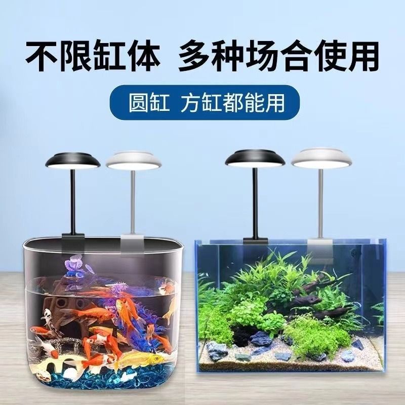 金龍魚成年后是什么顏色（金龍魚成年后是什么顏色的） 祥龍魚場