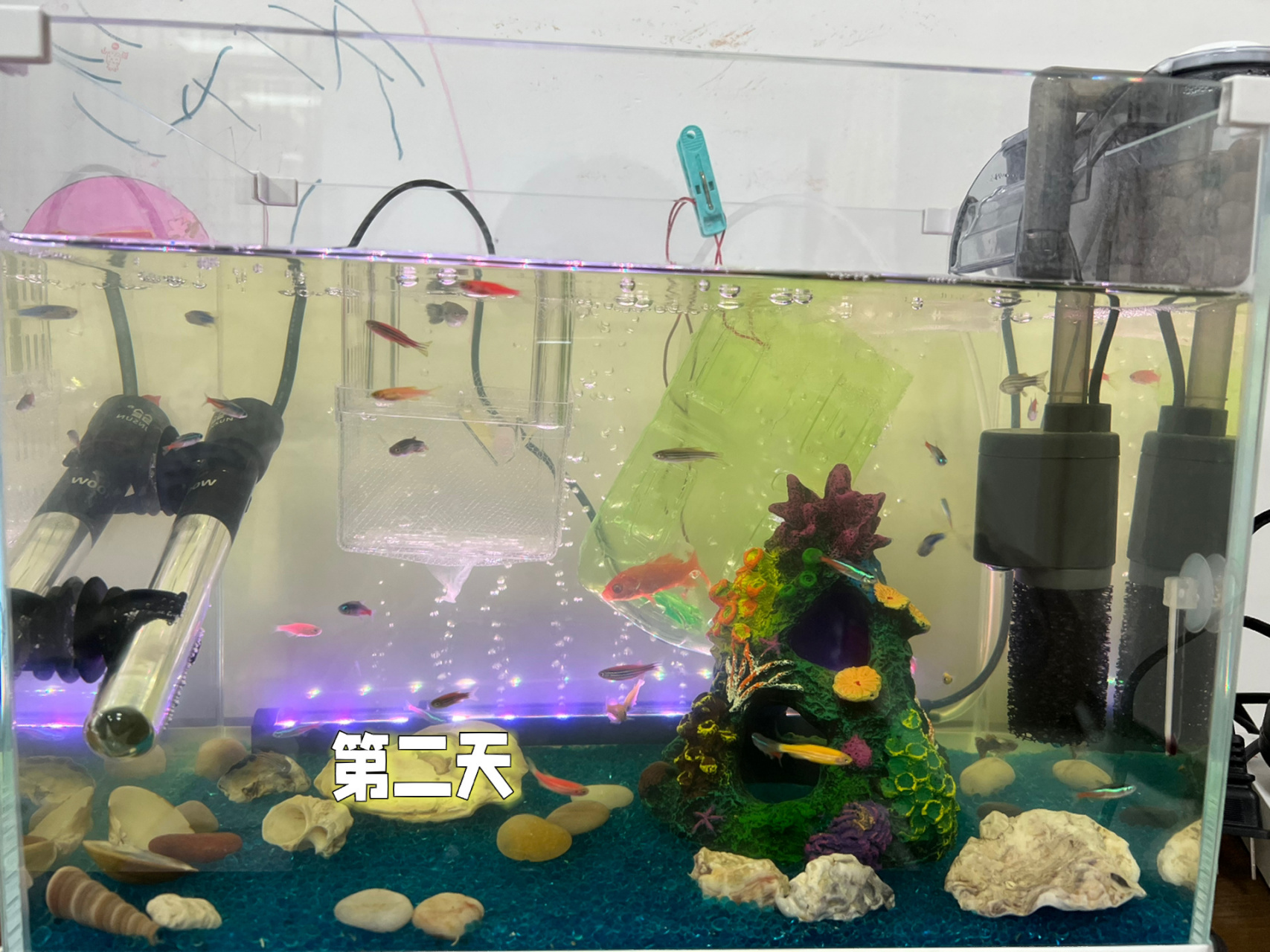 魚缸過濾器不出氧氣什么原因造成的（魚缸過濾器不出氧氣什么原因造成的呢）