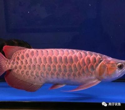 紅龍魚(yú)哪個(gè)品種最好最貴（紅龍魚(yú)品種排行）