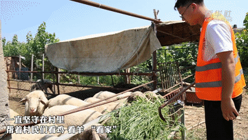 天津现代自动化养鸡设备行情