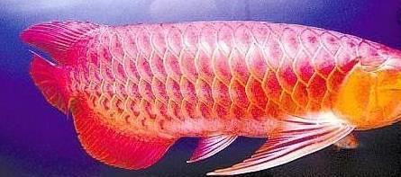 紅龍魚(yú)是什么魚(yú)圖片大全（紅龍魚(yú)是什么魚(yú)圖片大全大圖）