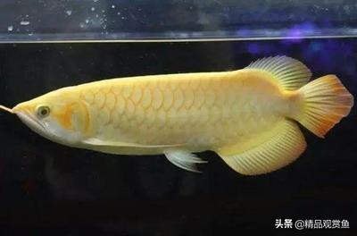 龍魚需要怎么養(yǎng)才好（養(yǎng)好龍魚的關(guān)鍵要點(diǎn)）