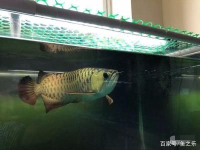 許昌二手魚(yú)缸交易市場(chǎng)地址電話多少(二手魚(yú)缸在哪里交易)