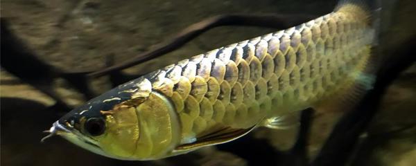 龍魚品種介紹圖片大全種類圖片及價(jià)格視頻（龍魚品種介紹圖片大全種類圖片及價(jià)格視頻下載）