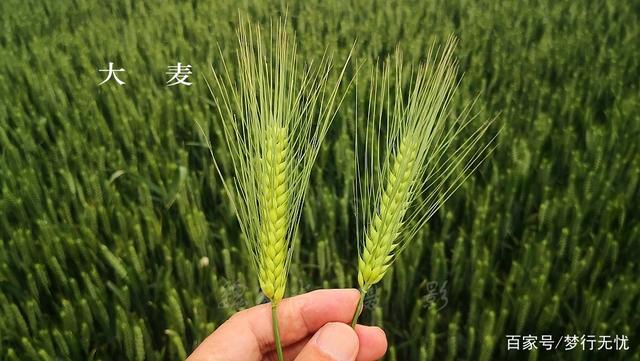 小麦和大麦哪个先被种植