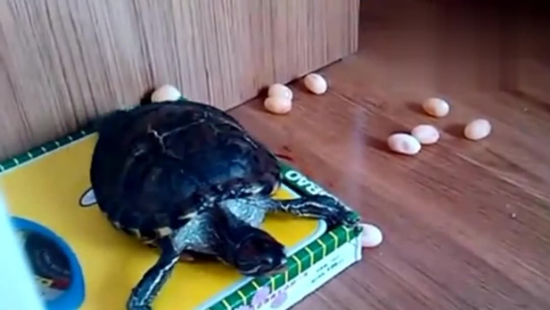 乌龟多少年才下蛋