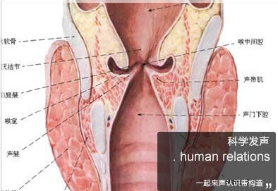 human 读音