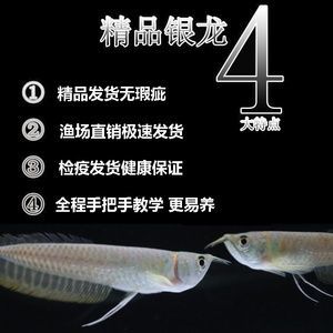 龍魚用藥注意事項(xiàng)圖片大全：關(guān)于龍魚用藥注意事項(xiàng)的圖片大全