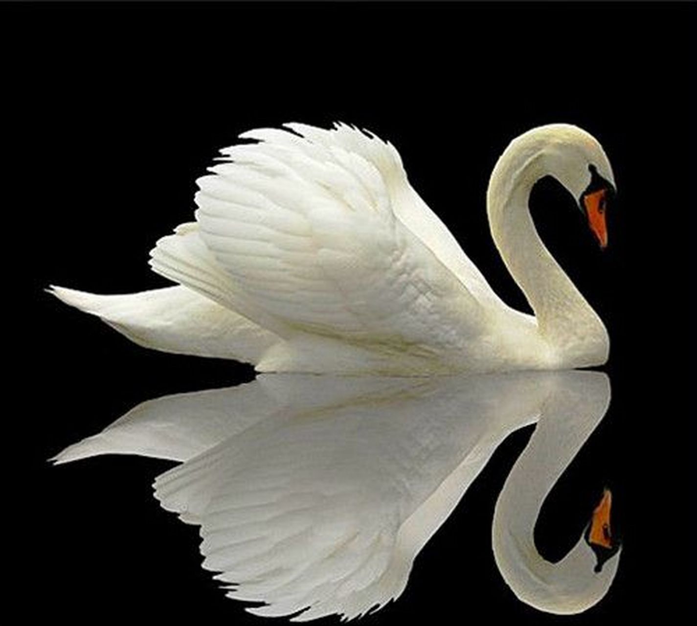 天鹅用英语怎么说swan