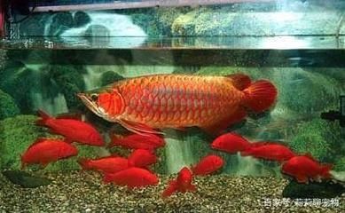 蝴蝶鯉魚缸應(yīng)該放什么（蝴蝶鯉魚缸應(yīng)該放什么水草）