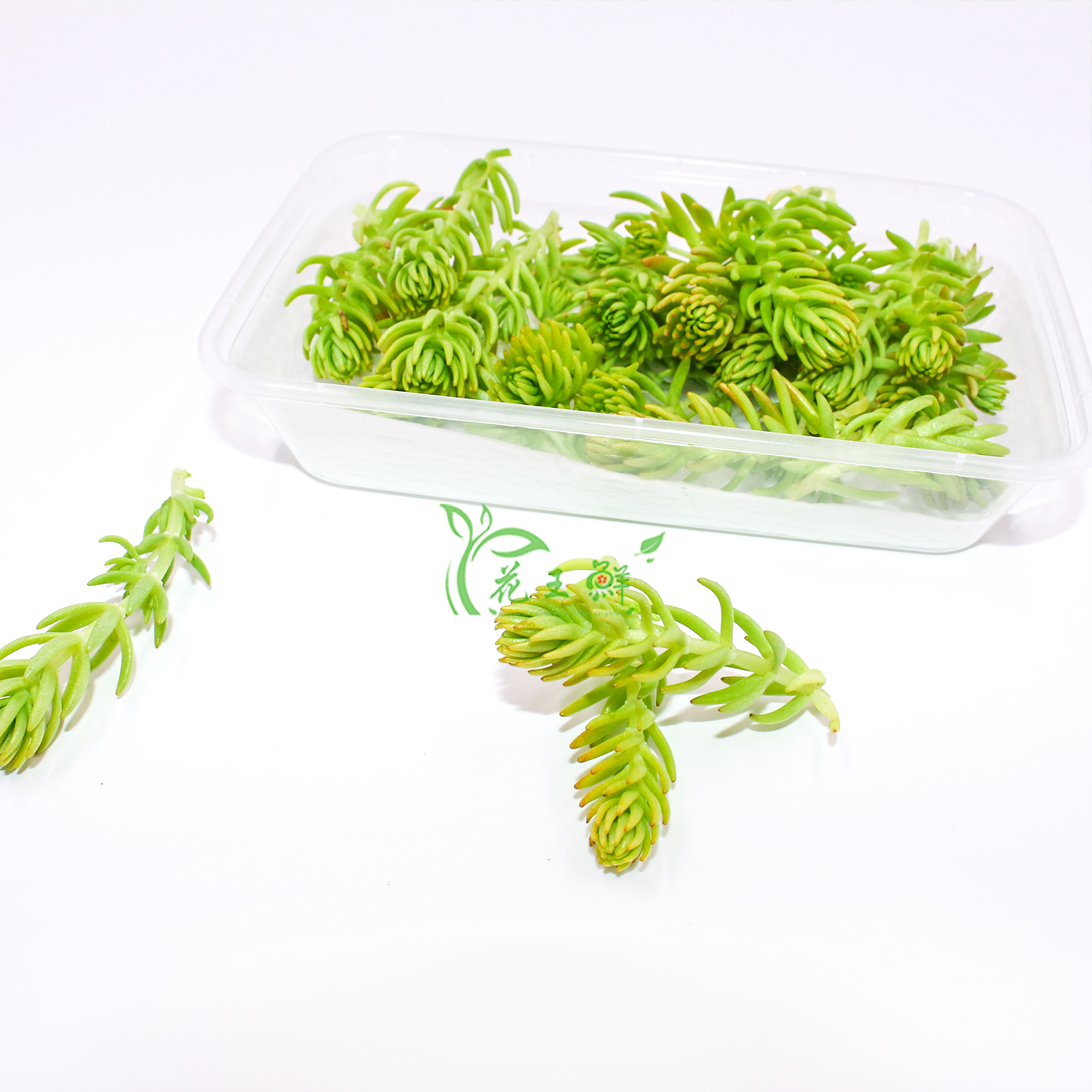 厨房用盘点缀花草