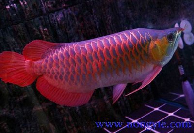 客廳放1.5米高魚缸合適嗎（客廳魚缸高度多少合適）