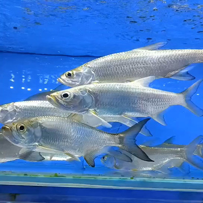 魚缸太深怎么清理底部的魚藻 水族問答