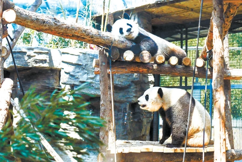 北京動物園大熊貓館完成改造明天開放，多了這些新玩具