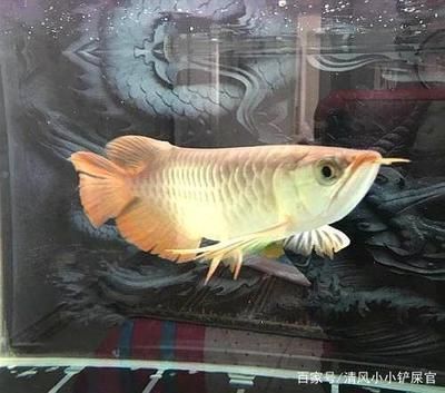 魚缸品牌十大排名圖片及價(jià)格表視頻（魚缸品牌十大排名圖片及價(jià)格表視頻大全）