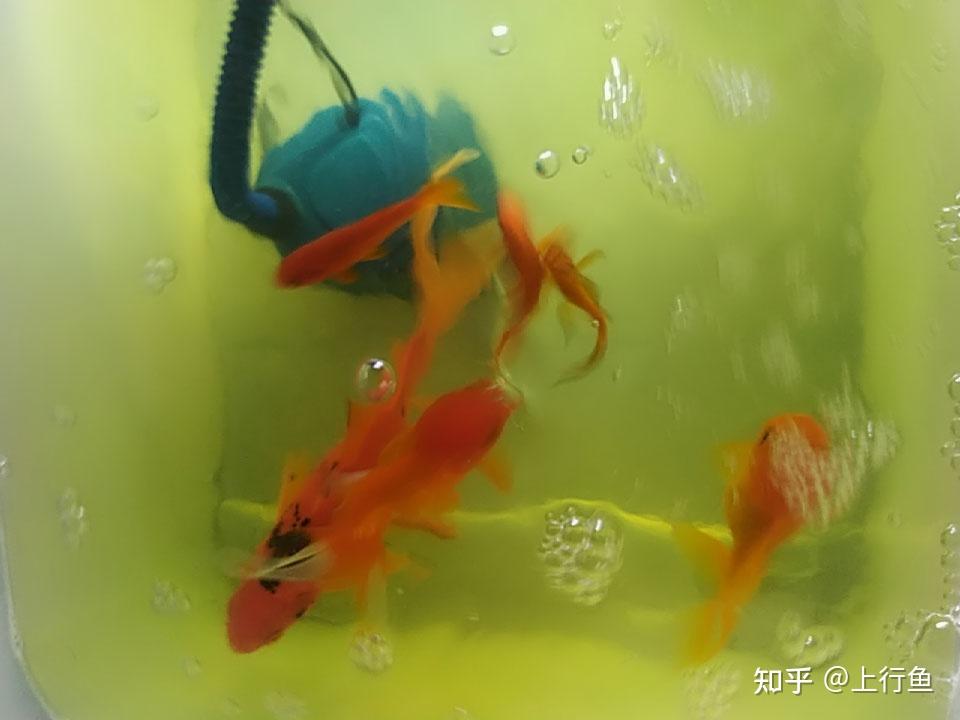 洗魚缸的正確方法（高錳酸鉀清洗魚缸的正確方法）